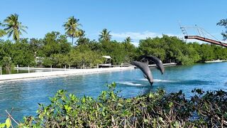 "Seaside Serenade: Dolphins in Motion"
