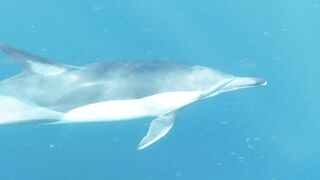 "Oceanic Rhapsody: Dance of the Dolphins"
