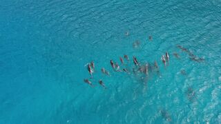 "Harmony of the Seas: Dolphins in Their World"