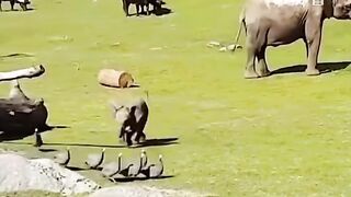 Everything has a spirit, and the baby chases the birds, turns himself unconscious, and runs into his mother's arms for comfort