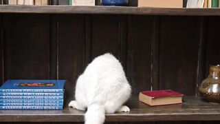 Funny cat