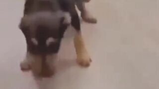 Most funny video