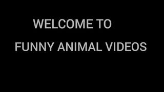 BEST FUNNIEST CATS AND DOGS VIDEOS 2024