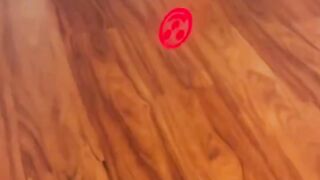 Funny Cats And Dogs Videos