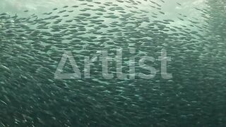 the sea