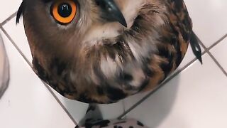 Black owl