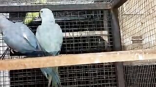 Two blue parrots