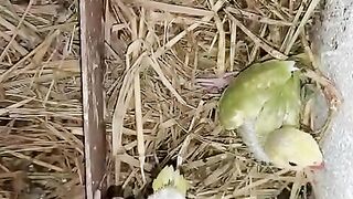 Parrot party