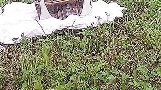 Green grass ll cage
