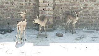 The deer king
