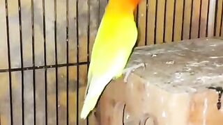 Yellow ray