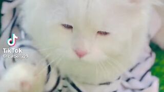 Cute cat