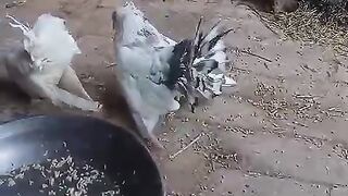 In the feeding box