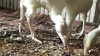 Pick the food