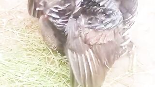 The king ll king of birds?