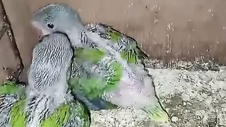Green parrots ll parrots ll green