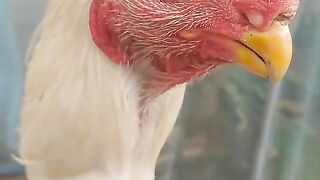 Yellow beak