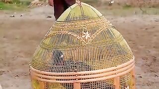 The bird cage ll birds
