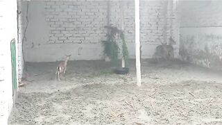 Deer ll ghklkhh
