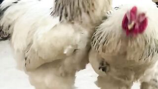 Me is bantam