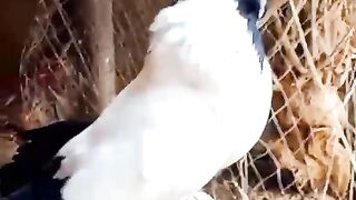 Very beautiful pigeon