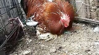 Bird's legs