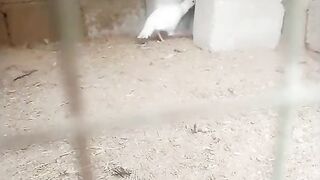 Bird's feathers