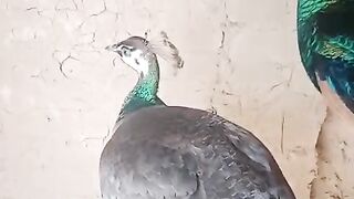 Purching peacock