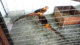 The duck ll pheasant