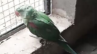 Parrot looking outside