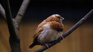 طائر جميل جدا