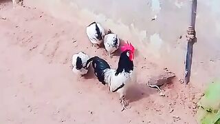 Red Kali black neck