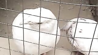 White ll wwweee