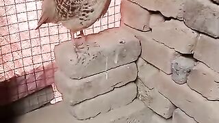 Standing on the bricks