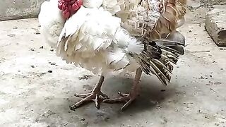 Turkey sound