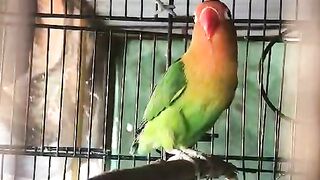 Parrot climbing
