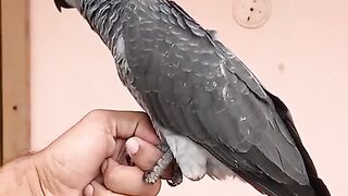 The grey ll bird