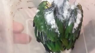 Green tail ll white tail