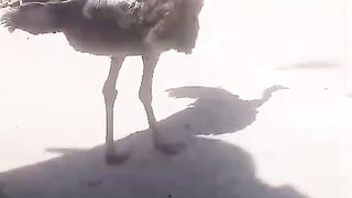 Fhjjfhkkl