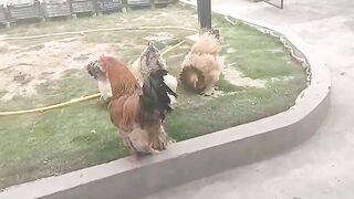 Ghjjkhfcghjk