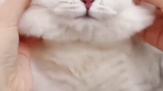 Collection of cute cat videos