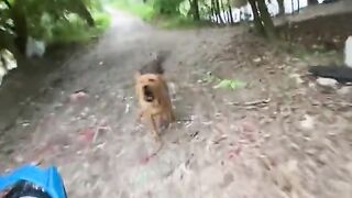 Dikejar anjing