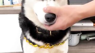 Funny DOG