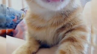 Meong meong