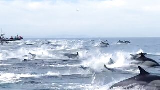 Epic dolphin stampede this morning__ It really felt like Spring out there_ as almost 1_000 dolphins chased down a school of sardines