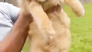 Funny animals video 02