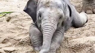 Small elephant play ????#febspot
