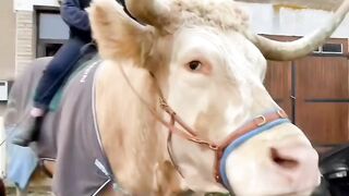 Bull on the road????#febspot