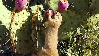 World wild life video