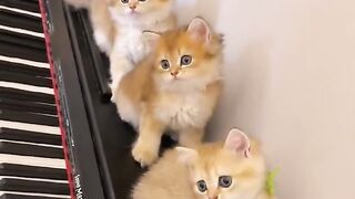 Do you like cute cats